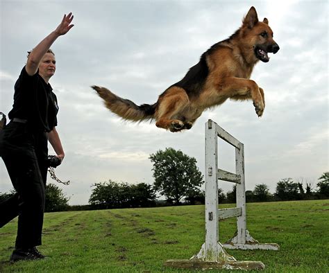 how are police dogs trained.